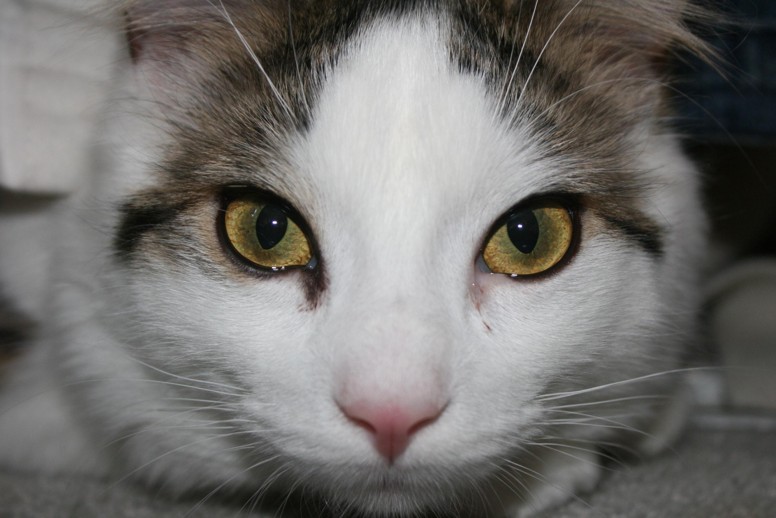 Лапки на глазах. Котёнок лапка на глазу. Киска глаза вбок. Head Kitten.