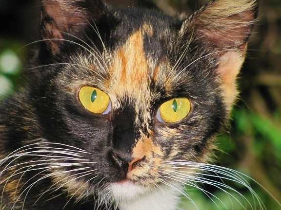 кішка мила, тварина, ПЕТ, хутро, барвисті портрет очей, кошеня, молодих