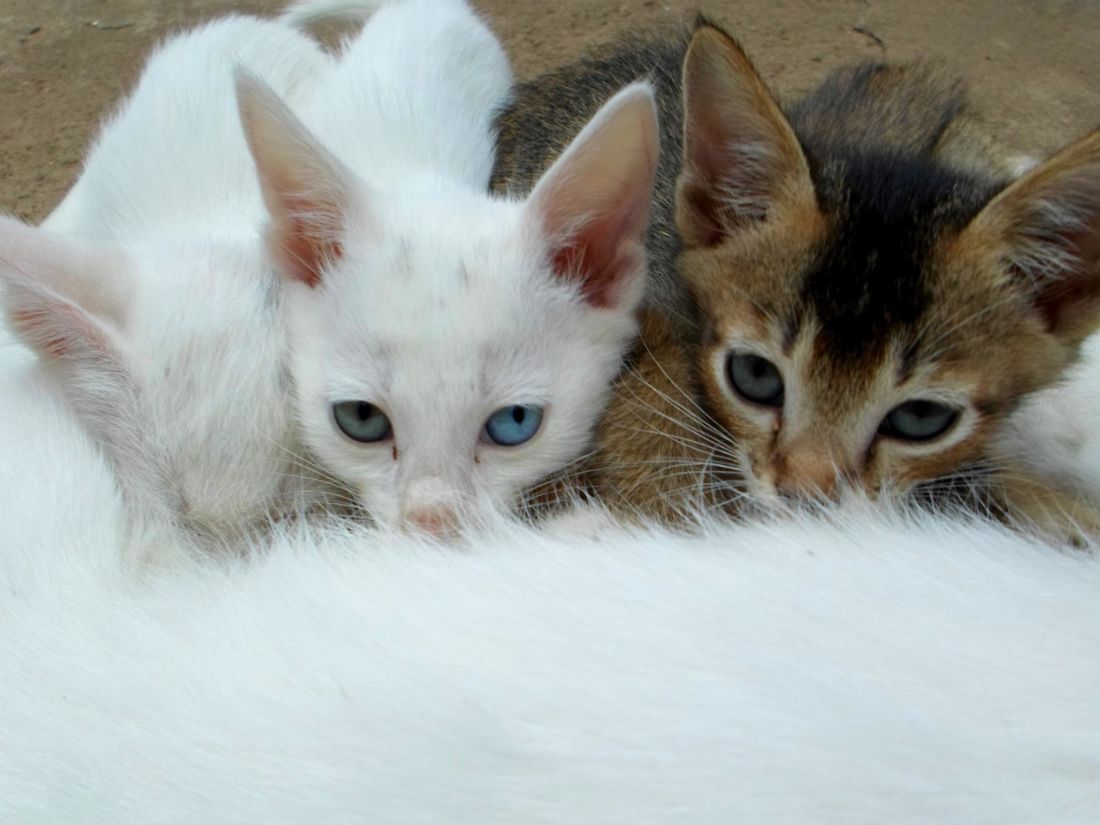 biały kot, kotek, kot domowy, pet, zwierzę, portret, oko, futro, Młodzi