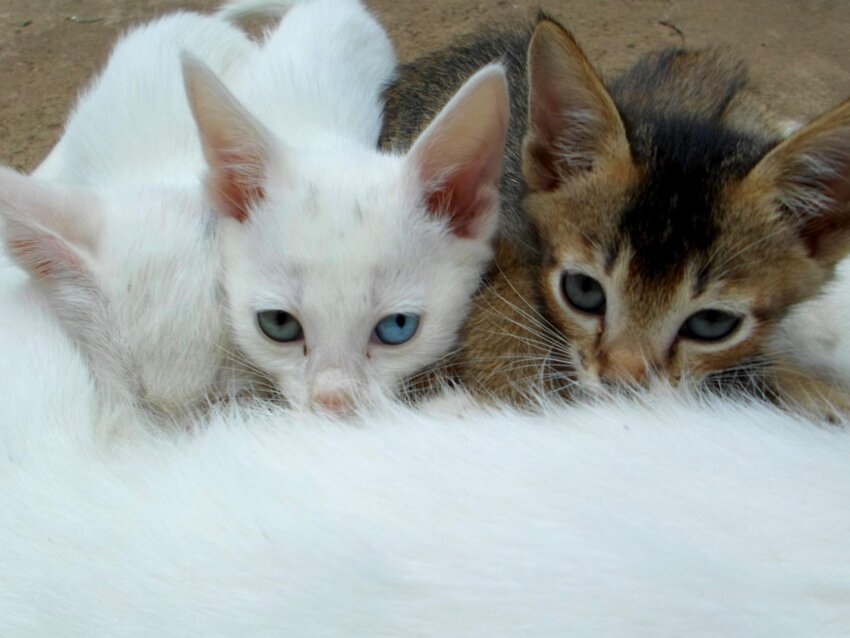 Kostenlose Bild Weiße Katze Kätzchen Hauskatze Haustier Tier 