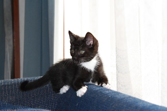 Черна котка, интериор, градски, прозорец, животно, галеник, портрет