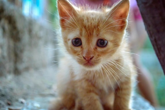 roztomilý, kožušiny, pet, oko, mačiatko, mladý, zviera, mačka, mačací