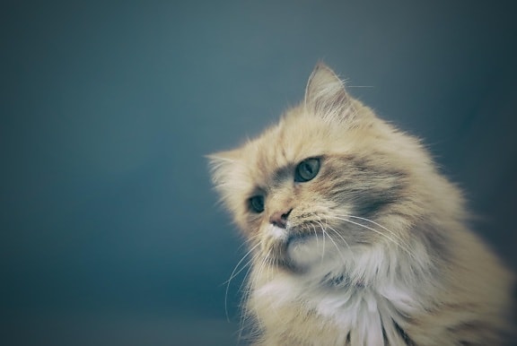 Cat, roztomilý, kočičí, perská kočka, čiči, kotě, pet, kožešiny, vousy