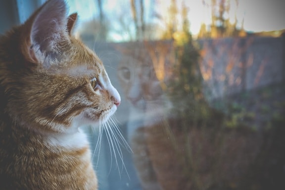 amarillo gato, ventana, curioso, animal, lindo, retrato, mascota