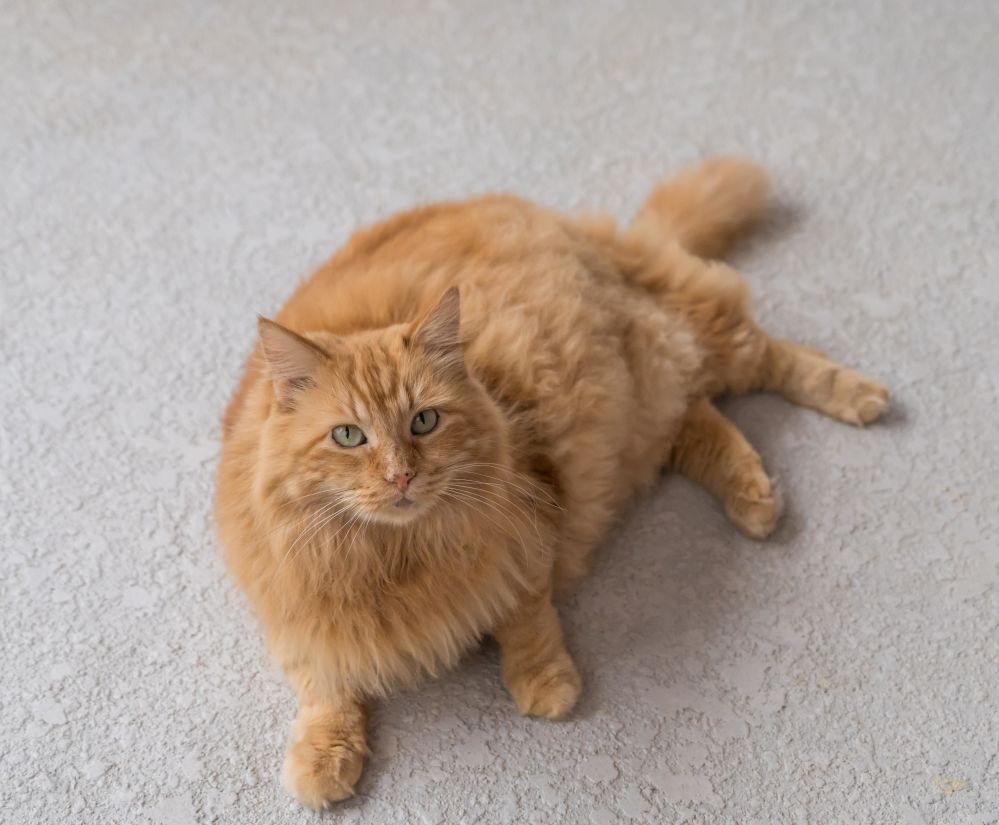 フリー写真画像 ペルシャ猫 黄猫 かわいい 子猫 ペット 毛皮 ポートレート 動物 目