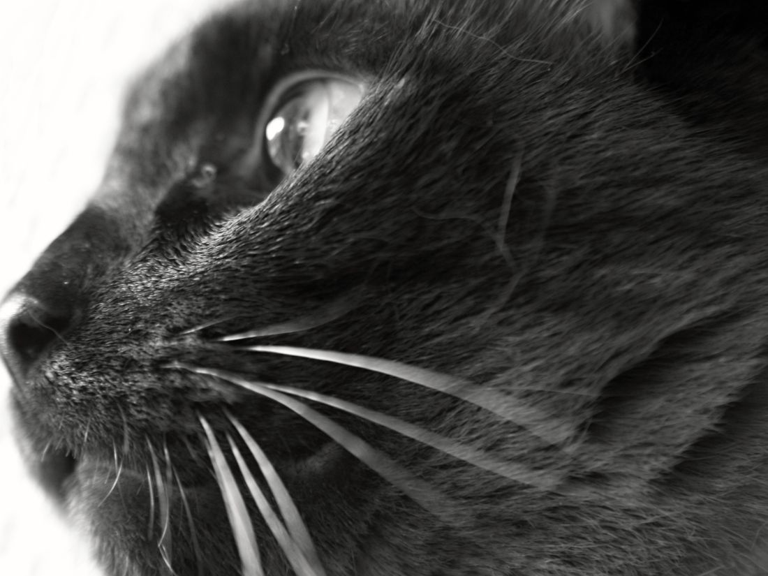 чорний кіт, монохромний, очей, тварина, портрет, милий, кошеня