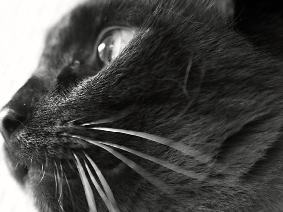 svart katt, monokrom, øye, dyr, portrett, søt, kattunge