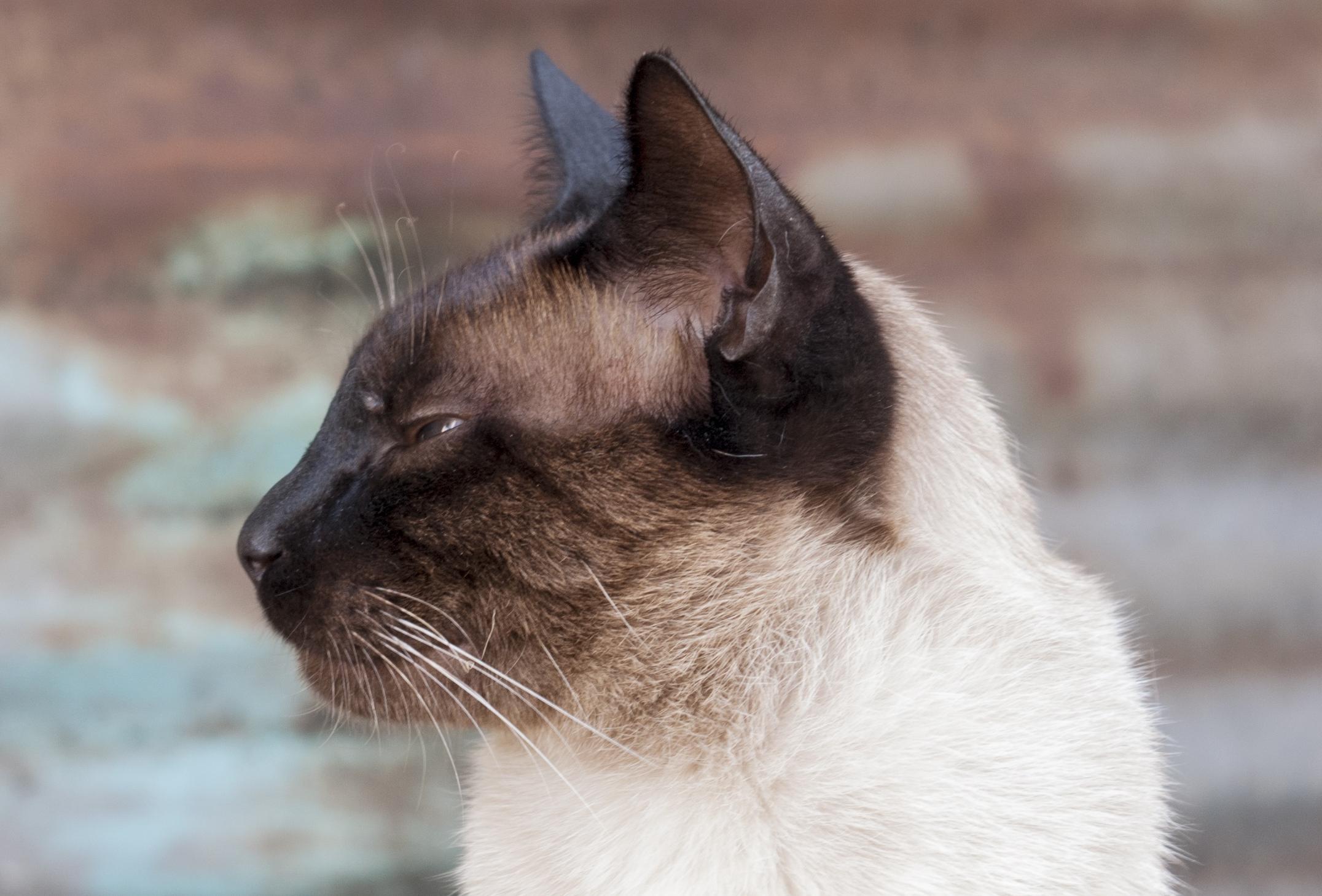 フリー写真画像 かわいい 猫 毛皮 目 自然 ネコ科の動物 ペット 子猫 シャム猫