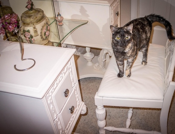 room, furniture, indoor, gray cat, luxury