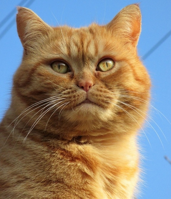 kissa, muotokuva, söpö, lemmikki, eläin, silmä, Turkista, kissanpentu, pää, keltainen