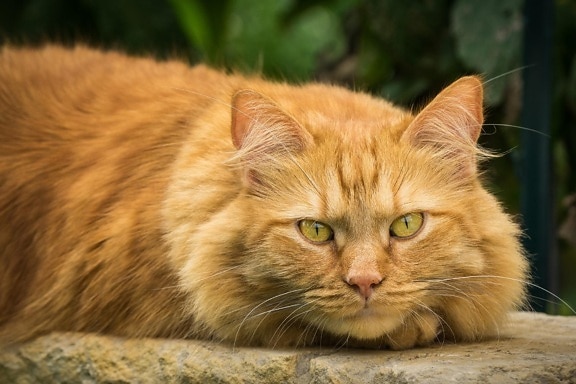페르시아 고양이 고양이, 동물, 동물, 애완 동물 머리, 노란색