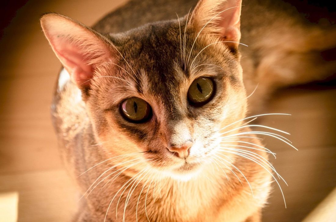 Cat, roztomilý, oko, portrét, pet, zvíře, kožešiny, kotě, kočkovitá šelma