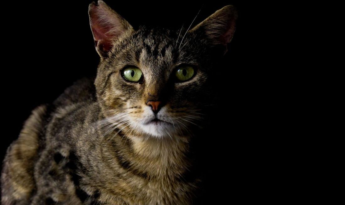 kočka šedá kočka, tmavý, stín, hlavy, očí, kočkovitá šelma, zvíře, kotě, čiči, kožešiny, pet
