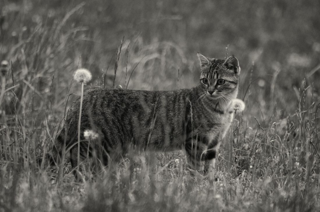 フリー写真画像 モノクロ 猫 動物 草 野生動物 自然 ネコ科の動物 毛皮 子猫