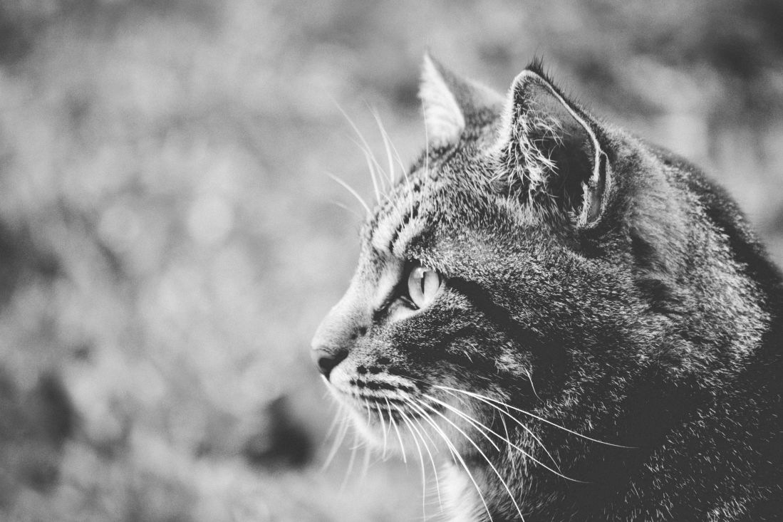 kočka černobílý, příroda, portrét, kožešiny, volně žijící zvířata, oko, kočkovitá šelma