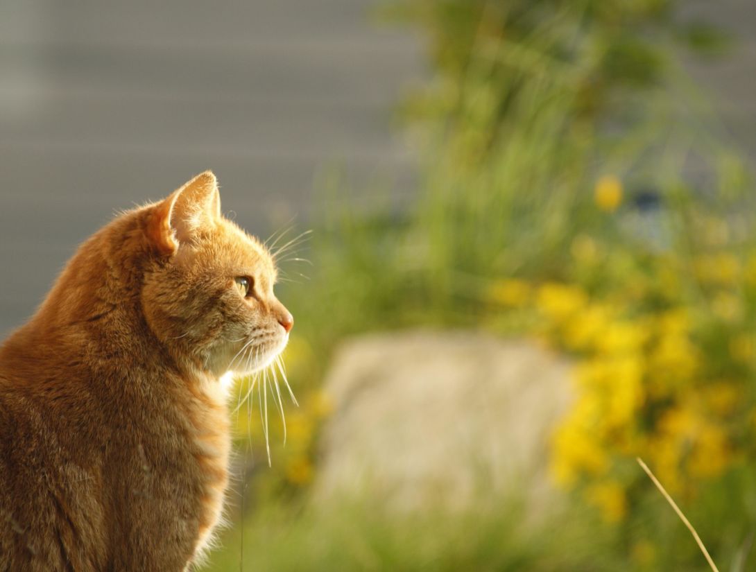 příroda, žlutá kočka, zvíře, kočičí, kotě, domácí zvířata, kožešiny, roztomilý