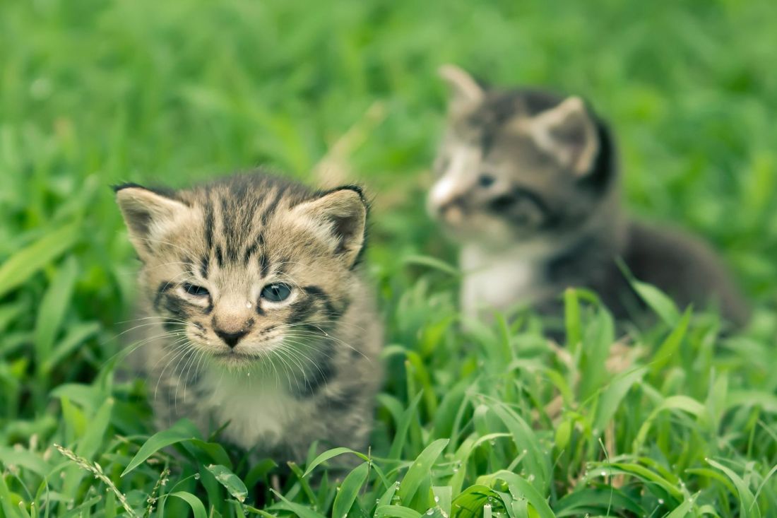 草、かわいい、動物、自然、猫、若い、猫、子猫