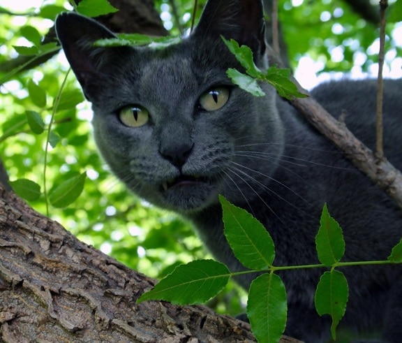 ธรรมชาติ แมวดำ ต้นไม้ สาขา สัตว์ น่า รัก ภาพ หนุ่ม ตา ขน