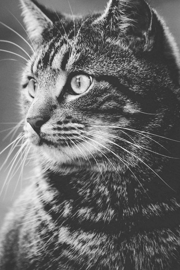 kočka, zvíře, kožešiny, portrét, roztomilý, kočičí, černobílý, šedá, kitty, pet