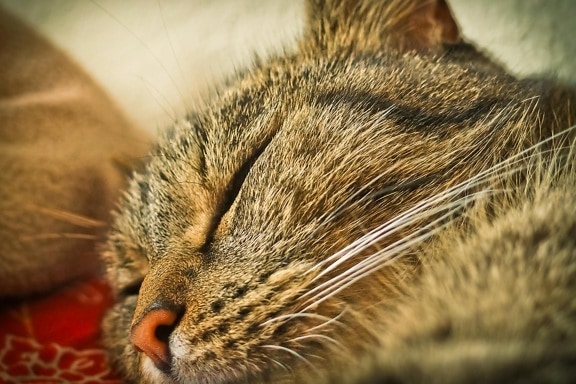 szary kot, snu, zwierzę, kotek, pet, portret, futro, oko, Ładna, kotów