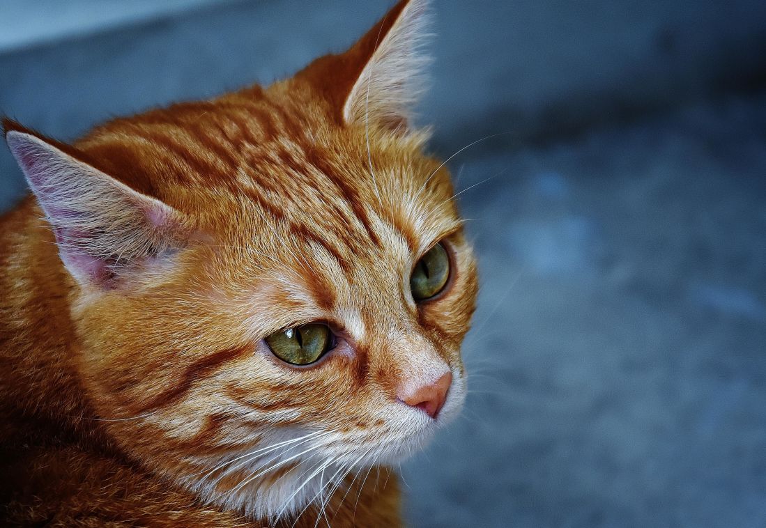 フリー写真画像 猫 かわいい 動物 ペット 子猫 目 毛皮 肖像画 若い