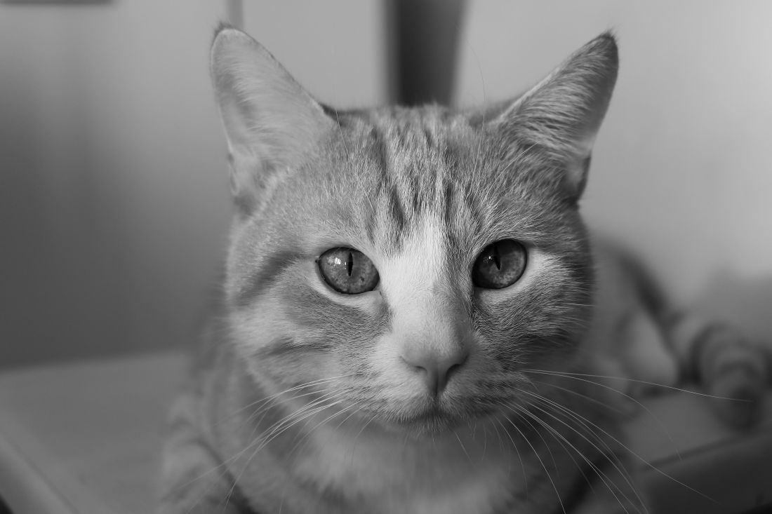 Cat, portrét, domácí zvířata, monochromatický, roztomilý, oko, kotě, zvíře