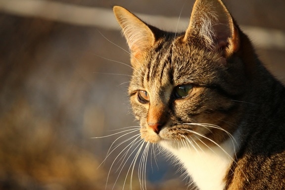 Cat, roztomilý, portrét, zvíře, pet, oko, kožešiny, kočičí, kočička