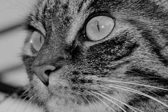 kočka, portrét, kotě, oči, srst, pet, monochromatický, roztomilý, kočičí