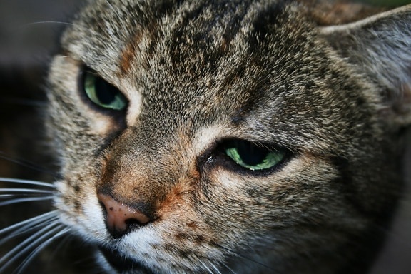 kočka, kožešiny, portrét, oči, hlava, nos, roztomilý, domácí zvířata, kočičí, kočička
