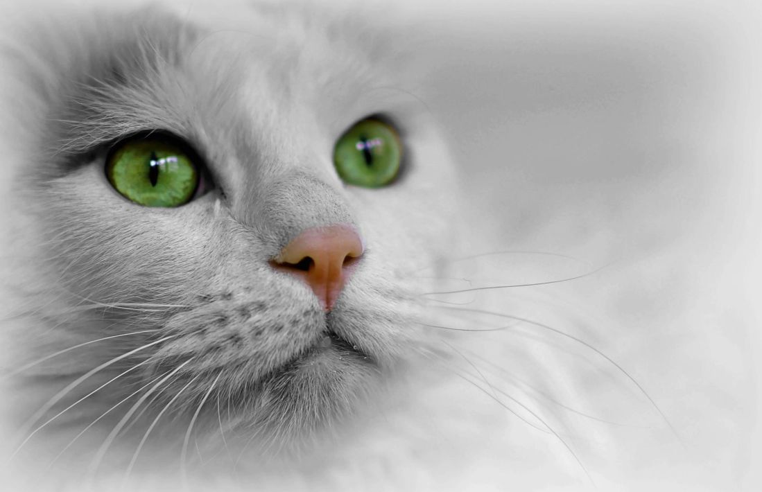 gato, lindo, olho, animal, retrato, gatinho, cabeça, Suiça, gatinho, felino