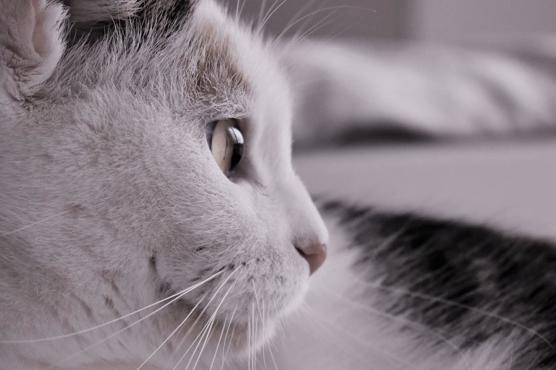 kedi, portre, göz, hayvan, şirin, Evcil Hayvan, beyaz, yavru kedi, pisi