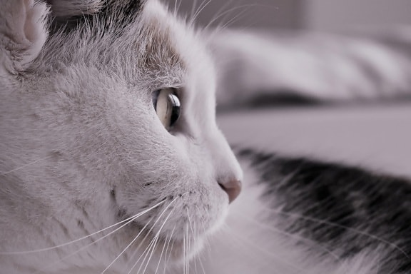macska, portré, szem, állat, aranyos, kisállat, fehér cica, cicus
