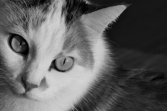 Cat eye, kitten, portret, monochroom, dier, huisdier, schattig, bont, kitty