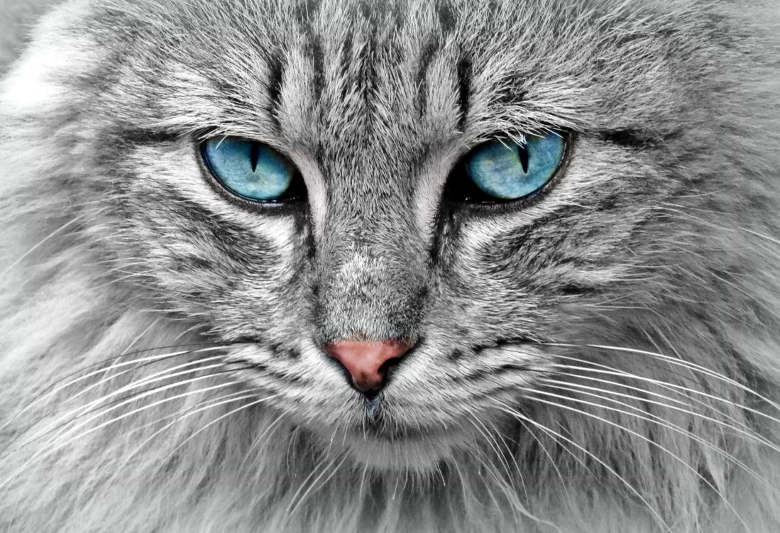kočka, srsti, očí, roztomilý, šedá, portrét, přírodu, vedoucí