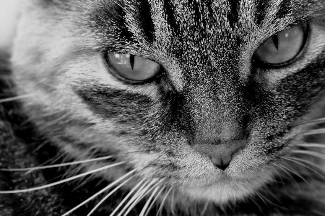 Free picture portrait cat  eye  animal monochrome pet 