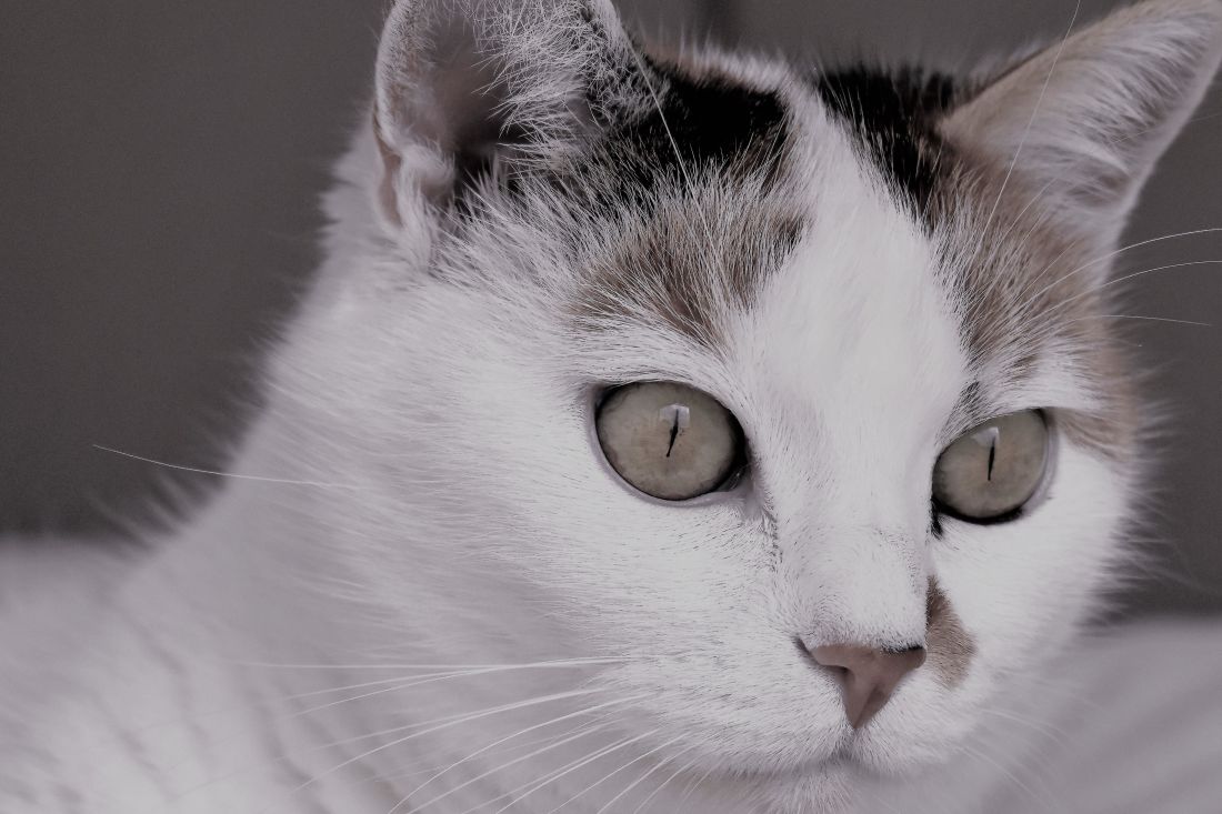 chat, yeux, mignon, chaton, animal, pet, blanc, portrait, fourrure, kitty