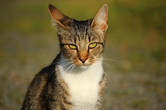 Free picture: cat, cute, fur, animal, pet, kitten, eye, gray, portrait ...