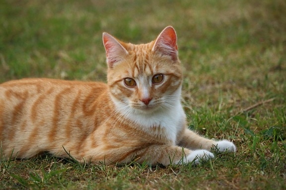 น่ารัก แมว สัตว์ สัตว์เลี้ยง แมว หญ้า ฤดูร้อน ลูกแมว คิตตี้ ขน หนวด