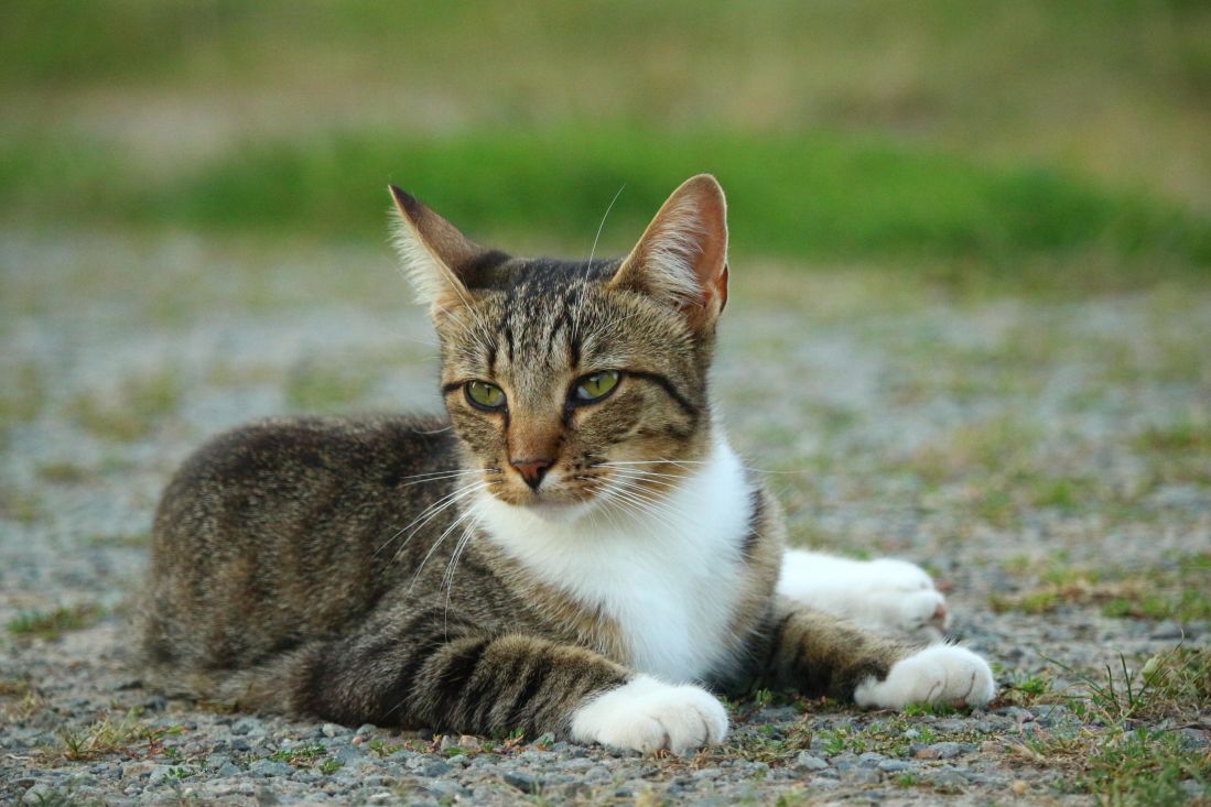 cute, cat, fur, animal, feline, kitty, domestic cat, pavement, kitten, pet, whiskers