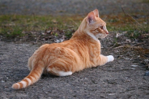 cat, animal, cute, fur, feline, pet, kitten, outdoor, kitty, ground, whiskers