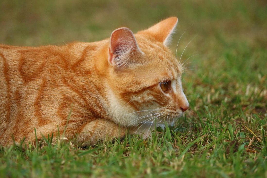 フリー写真画像 猫 かわいい 動物 毛皮 草 草 風景 子猫 ペット 目 ネコ科の動物