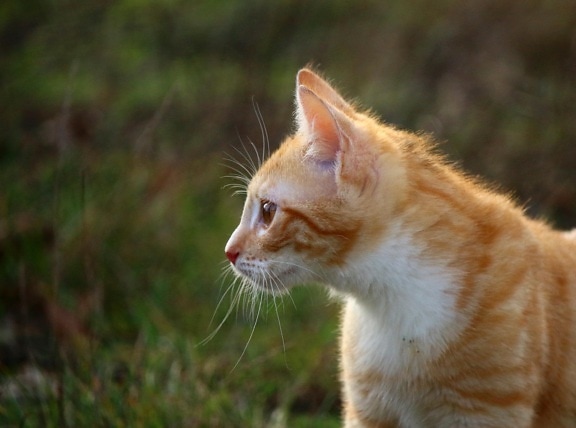 cute, yellow cat, animal, grass, curious, outdoor, fur, nature, eye
