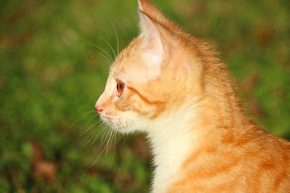 кішка мила, жовтий, тварина, природи, хутро, котячих, кошеня, ПЕТ