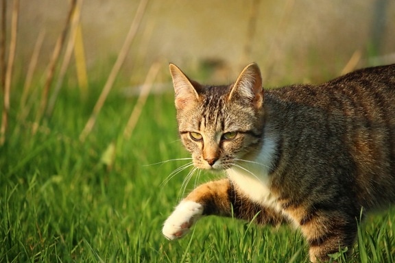 cute, gray cat, animal, fur, nature, grass, feline, grass, meadow, kitten
