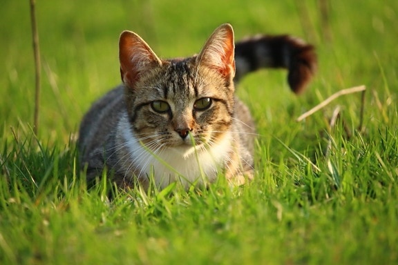 잔디, 귀여운, 동물, 자연, 회색 고양이, 고양이, 애완 동물, 고양이