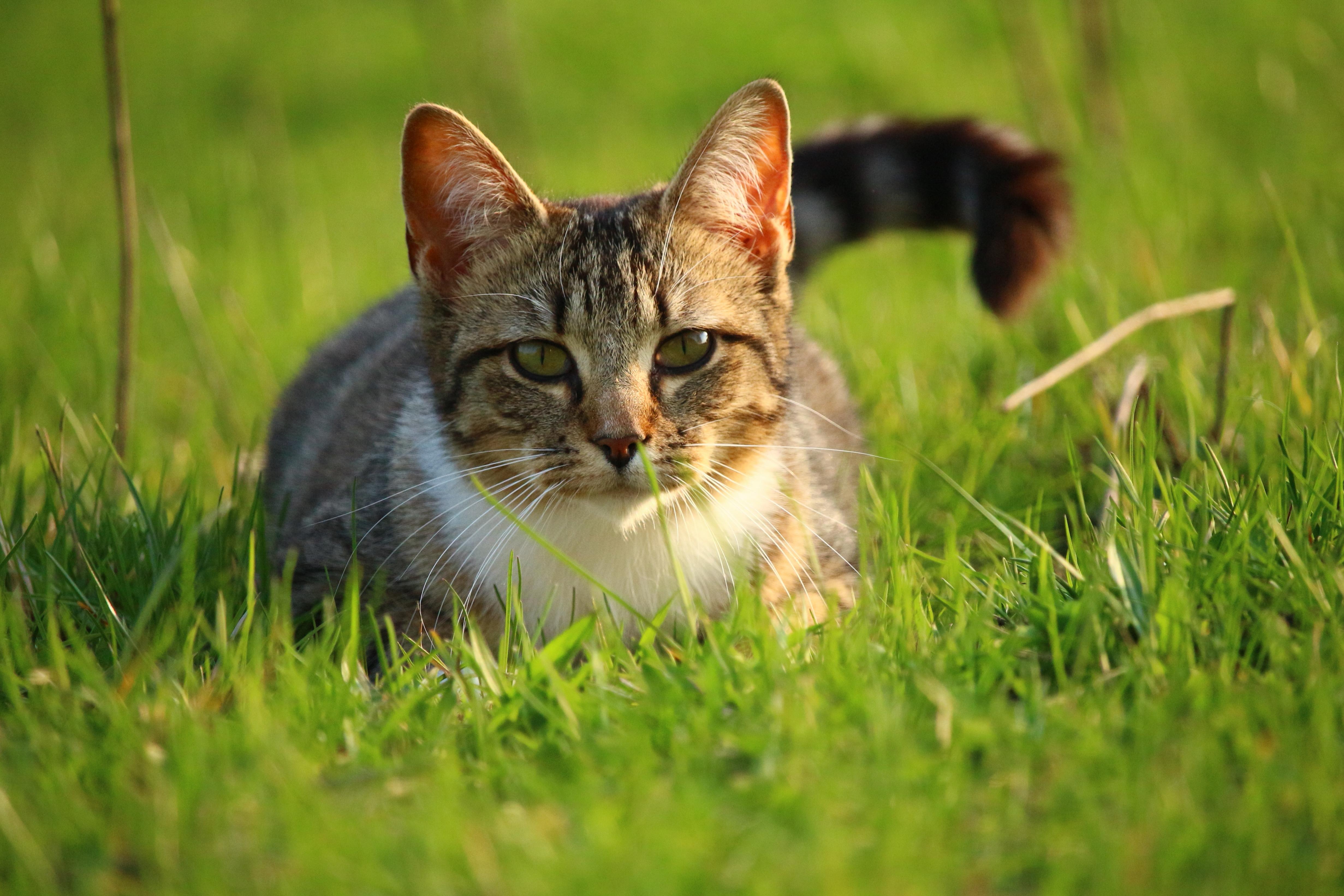 フリー写真画像 草 かわいい 動物 自然 灰色の猫は ネコ科の動物 ペット 子猫