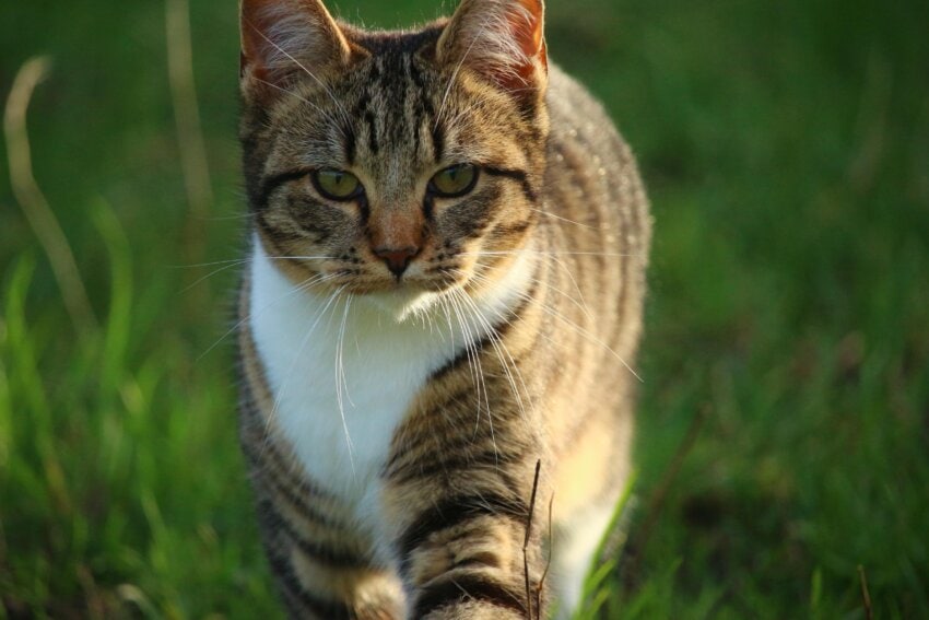 Free picture: gray cat, spring, green grass, cute, nature, animal, portrait