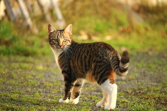 cat, kožešiny, zvíře, roztomilý, kočkovitá šelma, pet kotě, venkovní, kočička, vousy