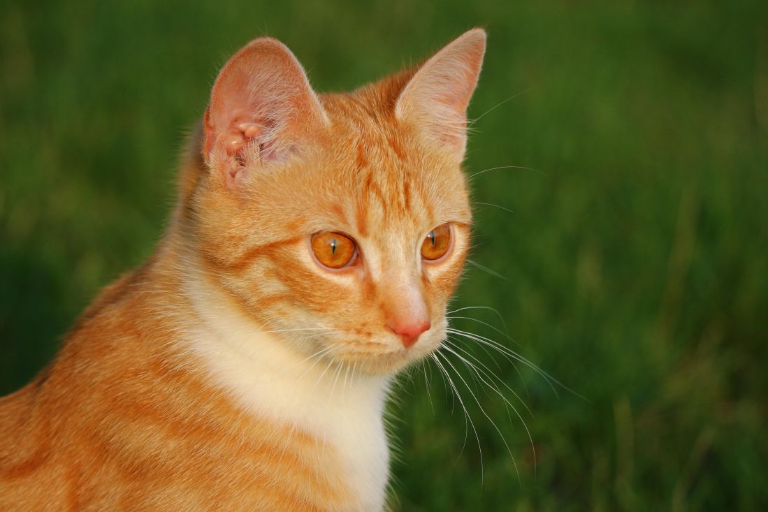 pisica drăguţ animală, curios, galben, feline, pisoi, pisicuta, animal de casă, blana, mustati