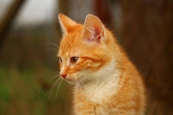Gelbe Katze, Tier
